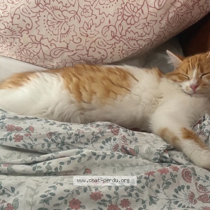 Photo 1/1 choupette Chat perdu à Bry Sur Marne