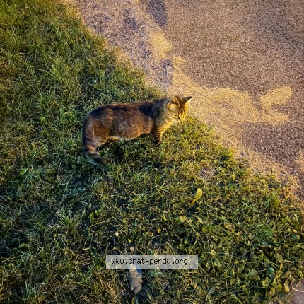 Photo 2/4 Chat trouvé Trouvé à Montreal