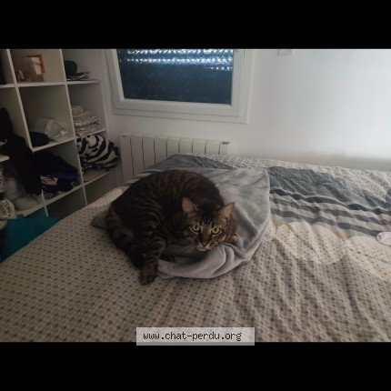 Photo de chat perdu à Auberives Sur Vareze