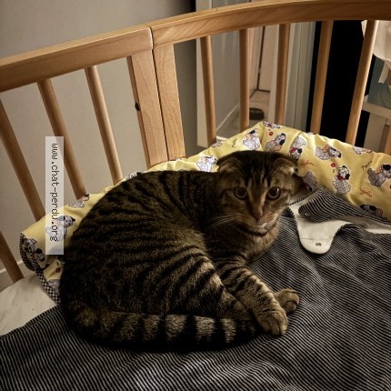 Photo de chat retrouvé à Sautron