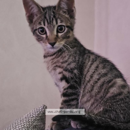 Photo 1/1 lucky Chat perdu à Moulins
