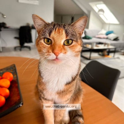 Photo 1/1 Nala Chat perdu à Pontarlier