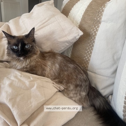 Photo de chat perdu à Frontignan