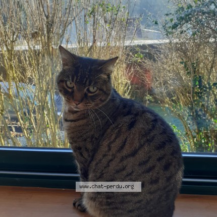 Photo 1/1 Twick Chat perdu à Calignac