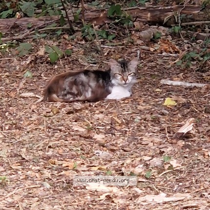 Photo de chat trouvé à Saint Laurent De Neste