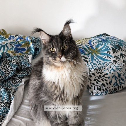 Photo de chat perdu à Virecourt