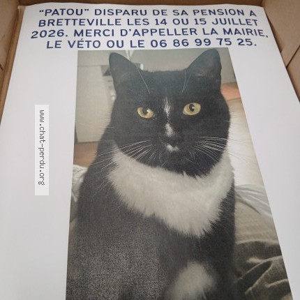 Photo 1/1 PATOU Chat perdu à Bretteville Du Grand Caux