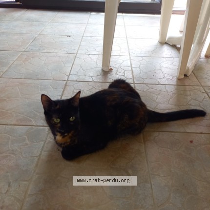 Photo 1/1 Chat retrouvé Perdu à Les Bordes Sur Arize