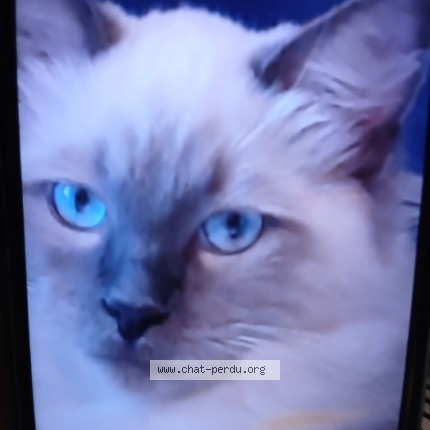 Photo de chat perdu à Saires La Verrerie