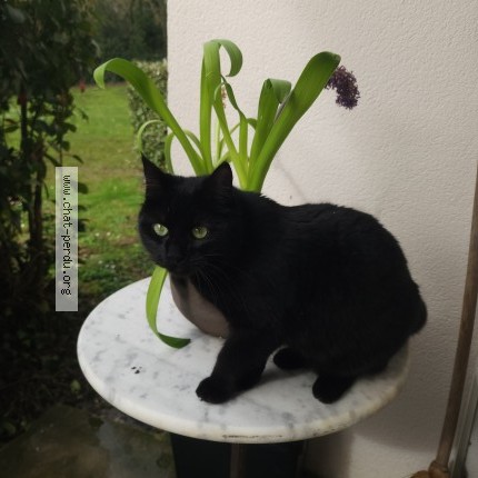 Photo 1/1 Krokmou Chat perdu à Floirac