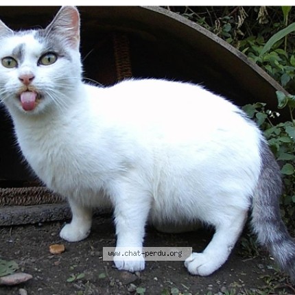 Photo 1/1 CELESTE Chat perdu à Strasbourg