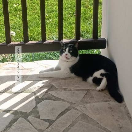 Photo 1/1 maurice Chat perdu à Putot En Auge