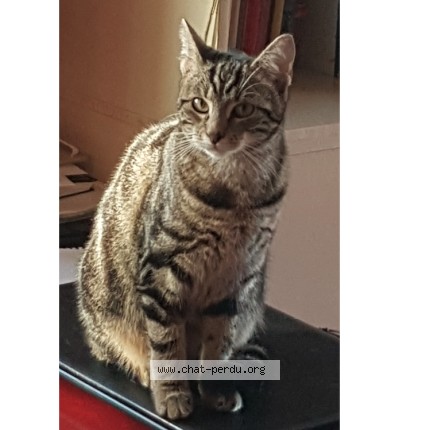 Photo de chat perdu à Landunvez