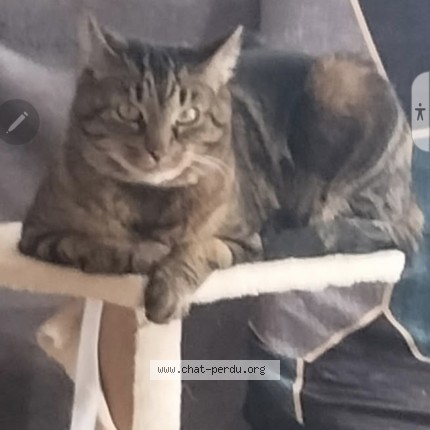 Photo de chat perdu à Dompierre Sur Mer