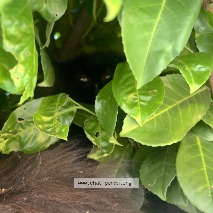 Photo de chat trouvé à Grenoble