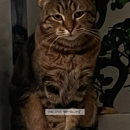 Photo 1/2 Chat retrouvé Perdu à Pontault Combault