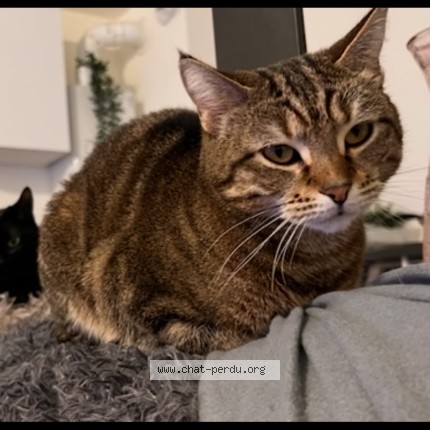 Photo 2/2 Chat retrouvé Perdu à Pontault Combault