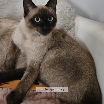 Photo de chat perdu à Gradignan