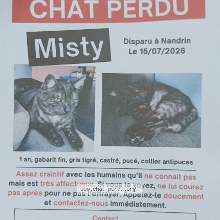 Photo 3/3 Misty Chat perdu à Nandrin