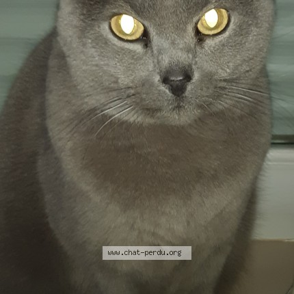 Photo 1/1 filou Chat perdu à Isbergues