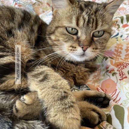 Photo de chat perdu à Carqueiranne