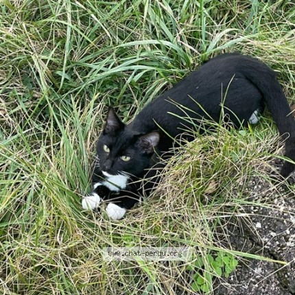 Photo de chat perdu à Pinsaguel