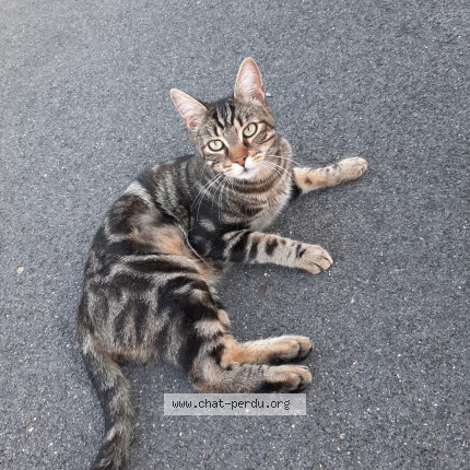 Photo 1/1 Nicky Chat perdu à Rouvillers