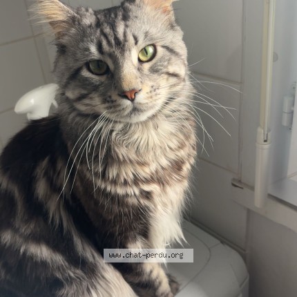 Photo de chat perdu à Montoir De Bretagne