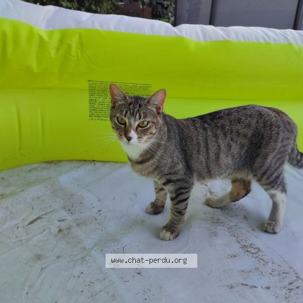 Photo de chat perdu à Portets