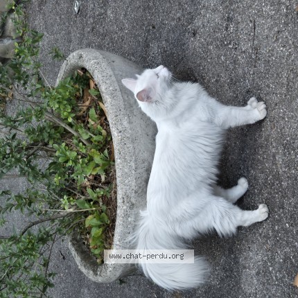 Photo 1/1 Chat trouvé Trouvé à Carouge