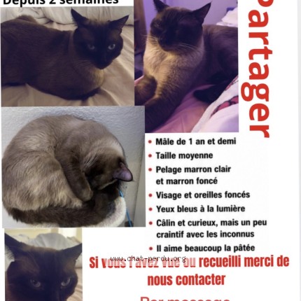 Photo 1/1 nynou Chat perdu à Antibes