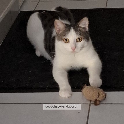 Photo de chat perdu à Amilly