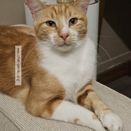Photo 1/1 Bello Chat perdu à Villeurbanne