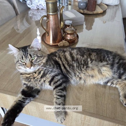 Photo 1/1 hapy Chat perdu à Loos