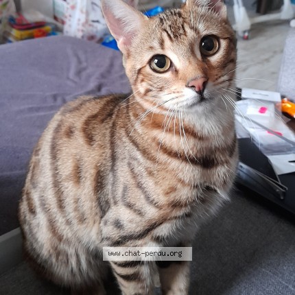 Photo de chat perdu à Montmorency