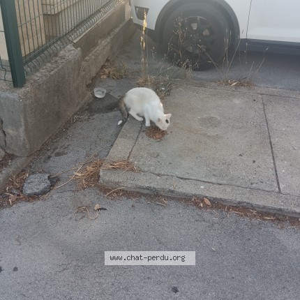 Photo de chat trouvé à Montpellier
