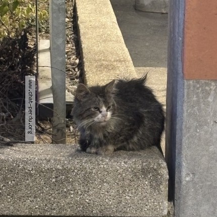 Photo 1/3 Chat trouvé Trouvé à Aulnay Sous Bois