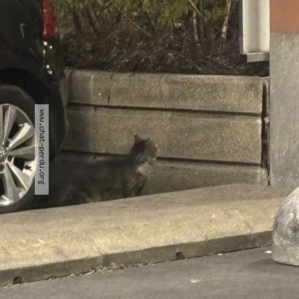 Photo 2/3 Chat trouvé Trouvé à Aulnay Sous Bois