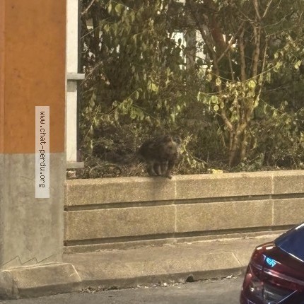Photo 3/3 Chat trouvé Trouvé à Aulnay Sous Bois