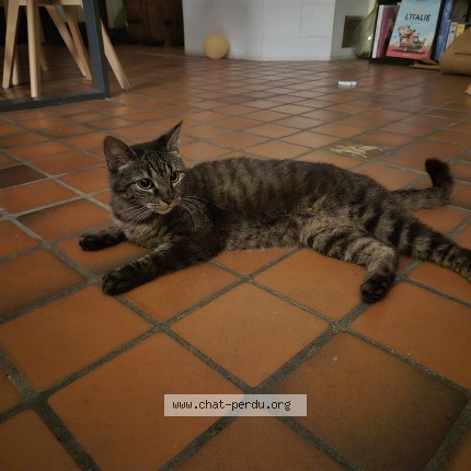 Photo de chat trouvé à Toulouse