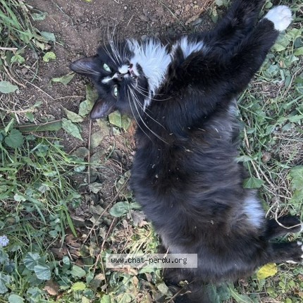 Photo 1/3 doby Chat perdu à Montauban