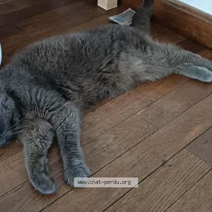 Photo 1/1 Chat retrouvé Trouvé à Cholet