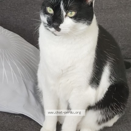 Photo de chat perdu à Notre Dame De Mont