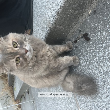 Photo 1/1 Chat trouvé Trouvé à Rennes