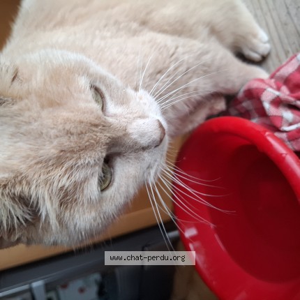 Photo 1/1 Fritz Chat perdu à Champigny