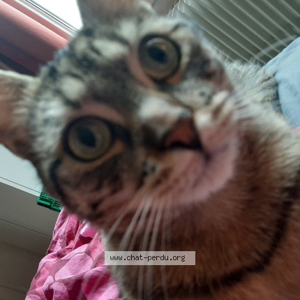 Photo de chat perdu à Gujan Mestras