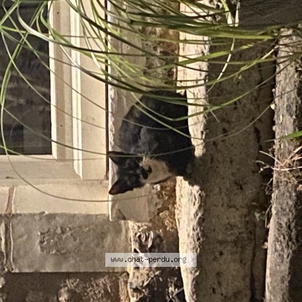 Photo de chat trouvé à Bossay Sur Claise