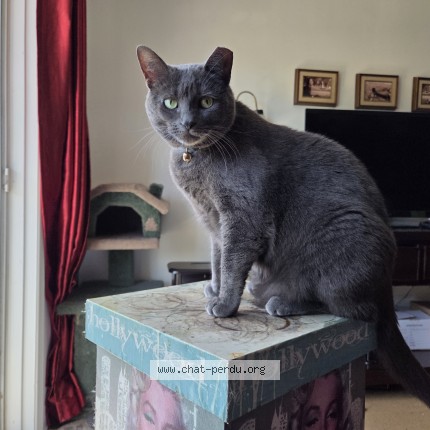 Photo 1/1 Chat retrouvé Perdu à Saint Jean Sur Richelieu