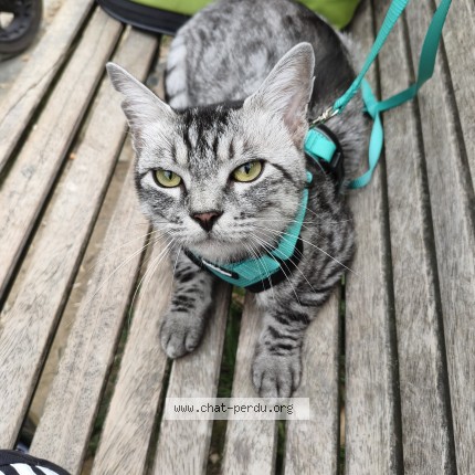 Photo 1/3 chouchou Chat perdu à Anderlecht