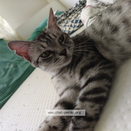 Photo 2/3 chouchou Chat perdu à Anderlecht